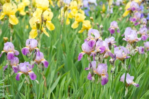 Fototapeta Naklejka Na Ścianę i Meble -  Flowers irises in the garden