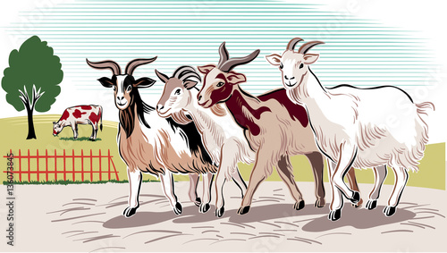 Goats to return from grazing evening.