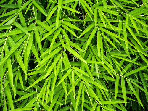 Vivid green color of bamboo leaf