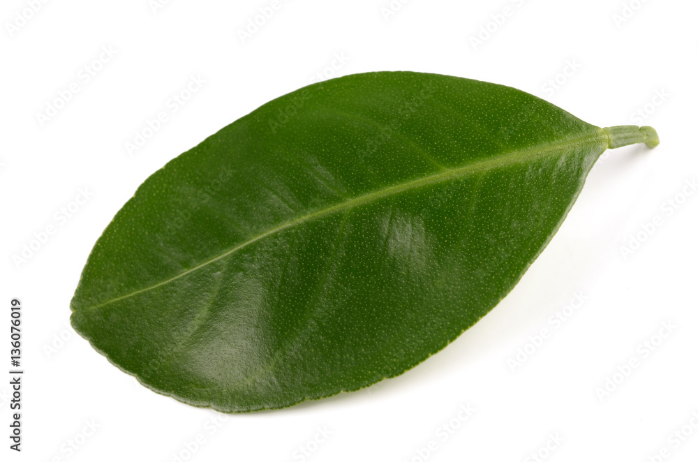 Obraz premium green leaf