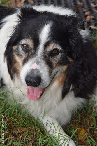 Max, the senior Australian Shepherd 