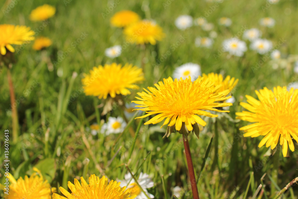 Löwenzahn Wiese Gelb Grün Frühling Sommer essbare Blüten Löwenzahn Wiese Gelb Grün Frühling Sommer essbare Blüten