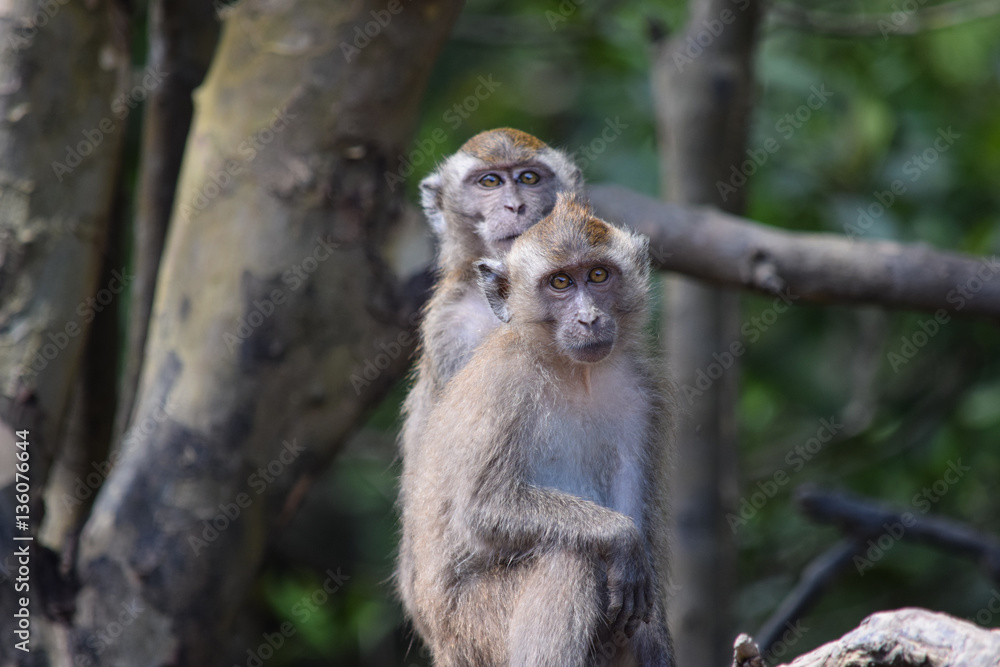 two macaques sitting on a tree two macaques sitting on a tree