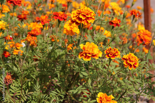 Flowers marigolds