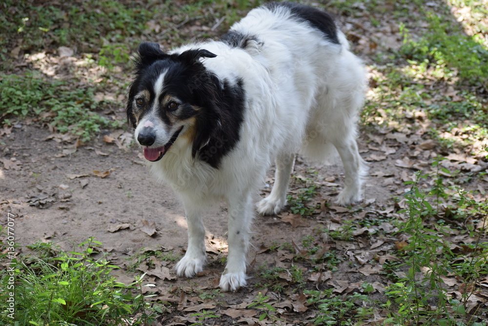 Max, the senior Australian Shepherd 