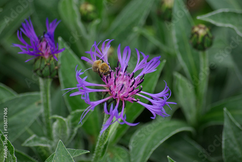 Centaurée bleue avec abeille au printemps