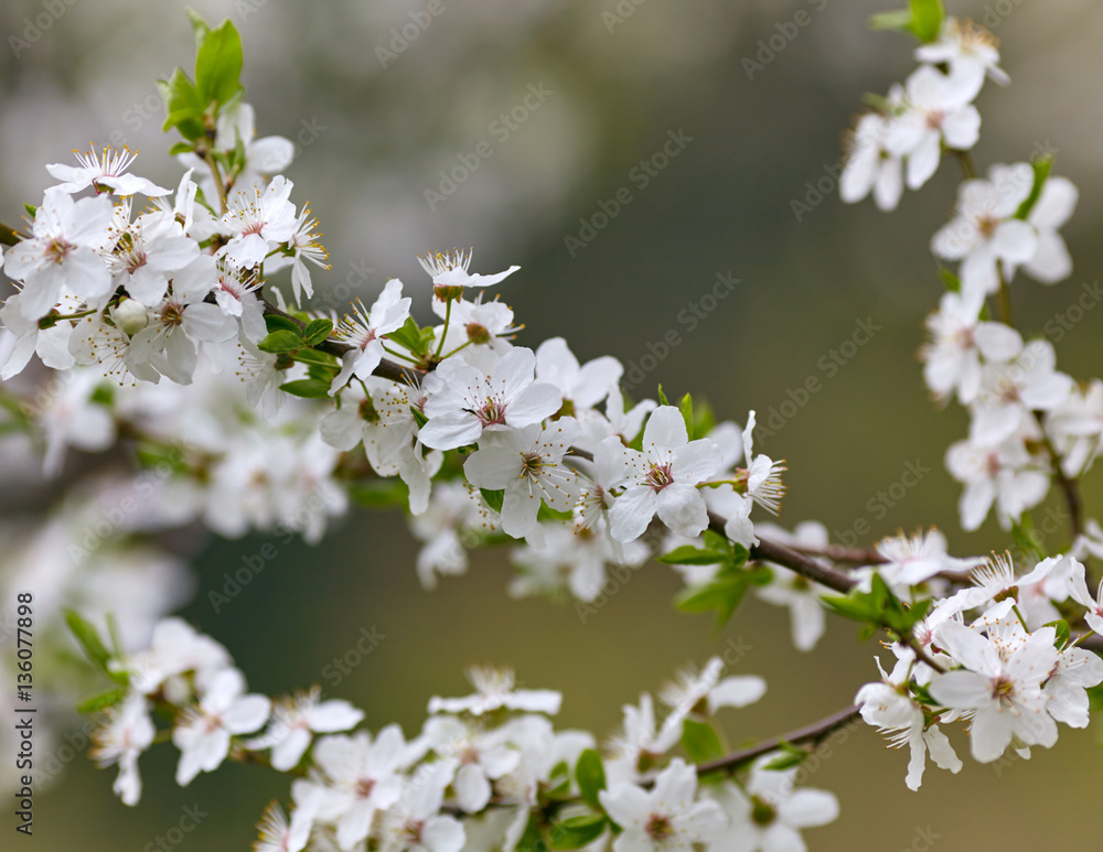 Hello spring! White spring blosson background Hello spring! White spring blosson background