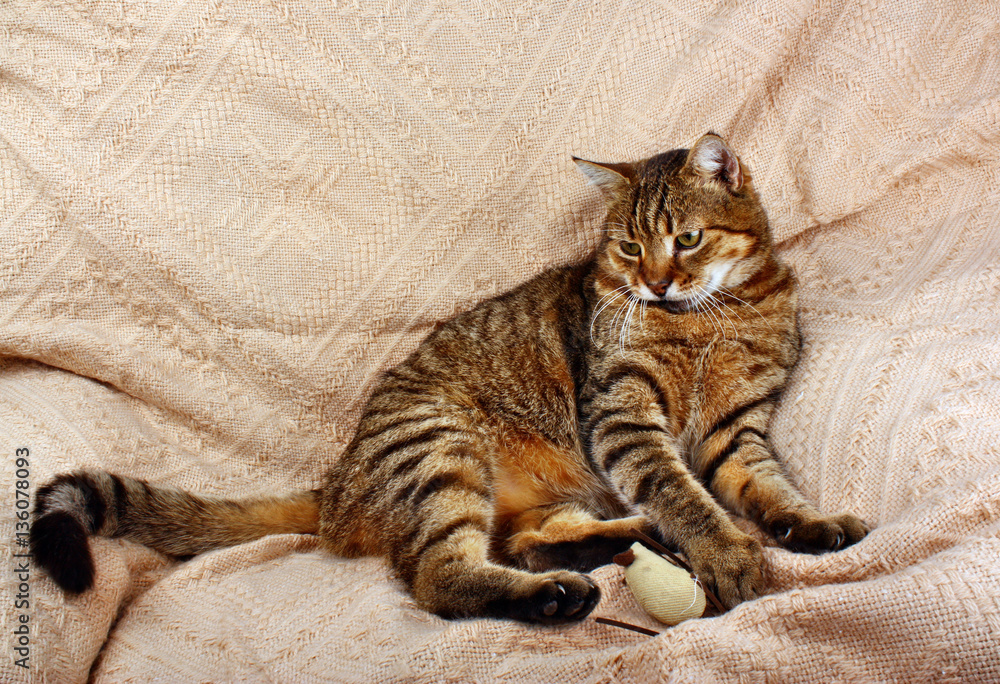 Fototapeta premium Beautiful big cat slept with a toy mouse