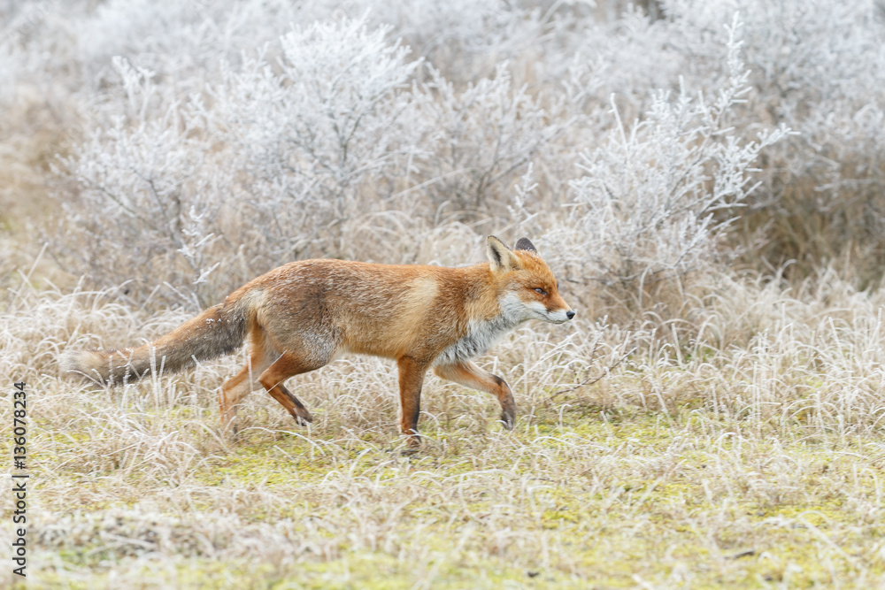 Red fox in wintertime