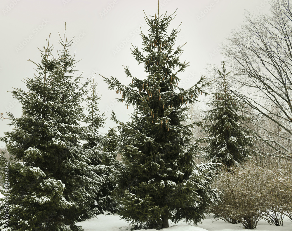 Spruce tree covered with ice and snow