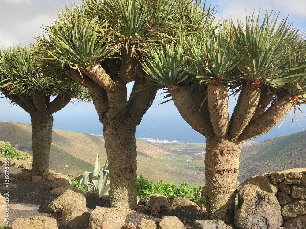 Fototapeta premium Palmen-Gruppe