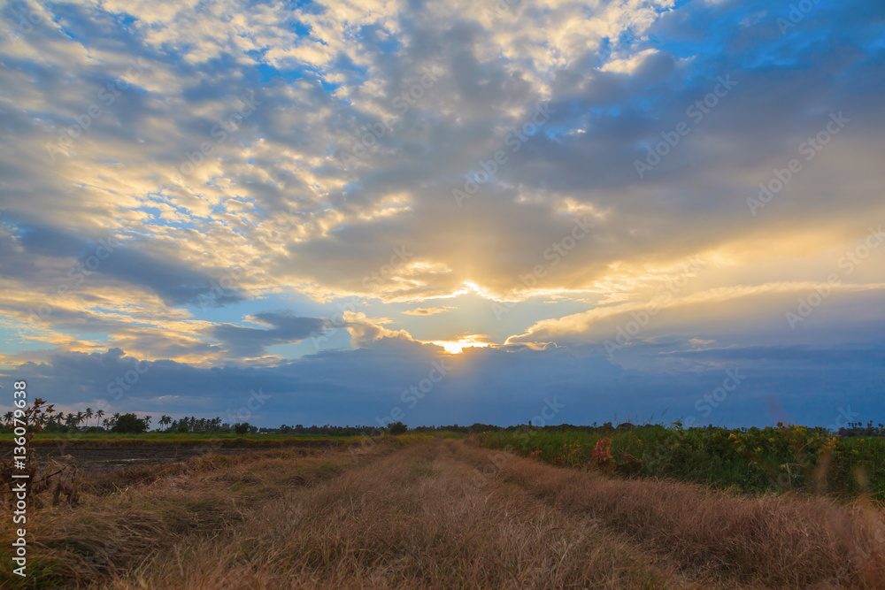 Fototapeta premium Sunset background with green rice fields in Thailand