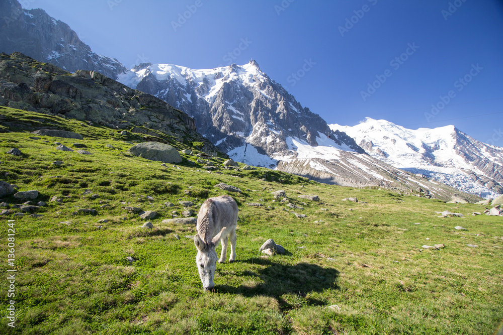 Donkey eating grass on green meadows of Plan de l'Aiguille under Mont Blanc summit, the Europe's highest mountain