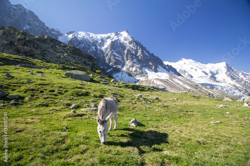 Donkey eating grass on green meadows of Plan de l Aiguille under Mont Blanc summit  the Europe s highest mountain