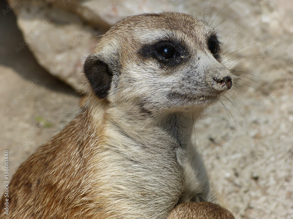 Portrait of a meerkat Portrait of a meerkat
