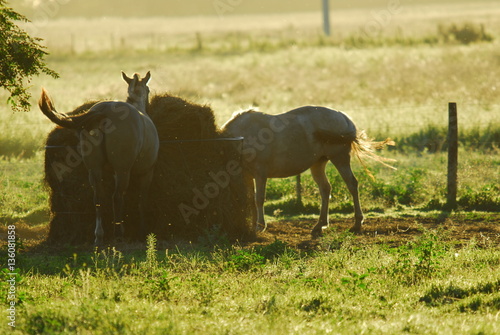 Caballos en la Pampa Humeda, Provincia de Buenos Aires. photo