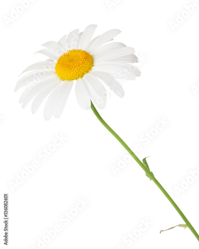 Fototapeta Naklejka Na Ścianę i Meble -  Daisy chamomile flower