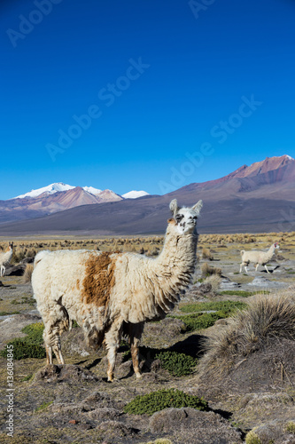 The Andean landscape with Prinacota volcano  Bolivia