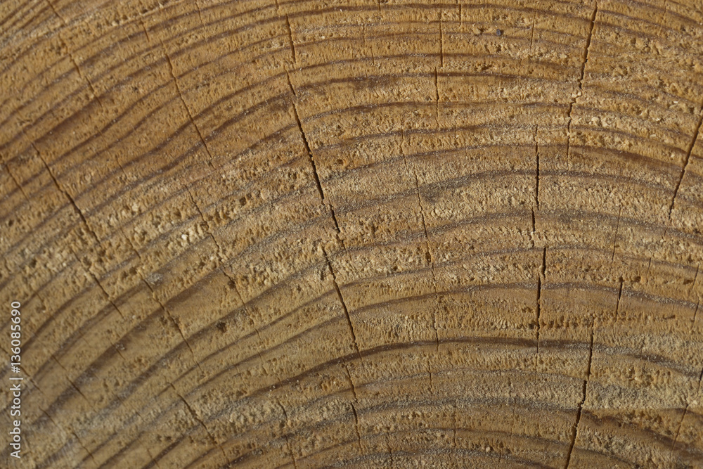 Fototapeta premium Texture saw cut the tree.