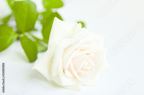 white rose on a light background © dinanana