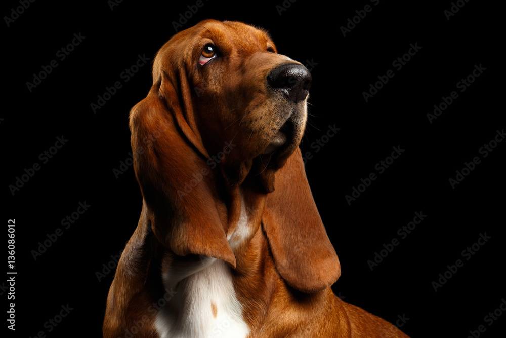 Portrait of Pitiful Basset Hound Dog Looking up on Isolated black background, front view