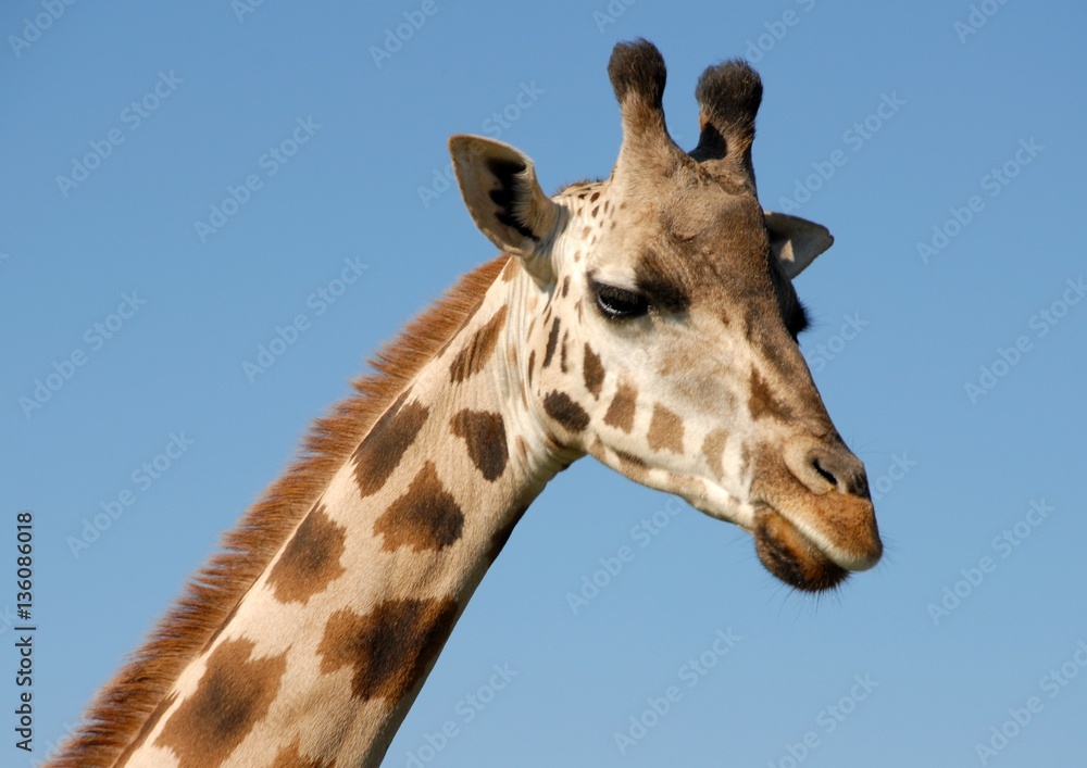 closeup of the head and neck of a giraffe, blue sky background closeup of the head and neck of a giraffe, blue sky background