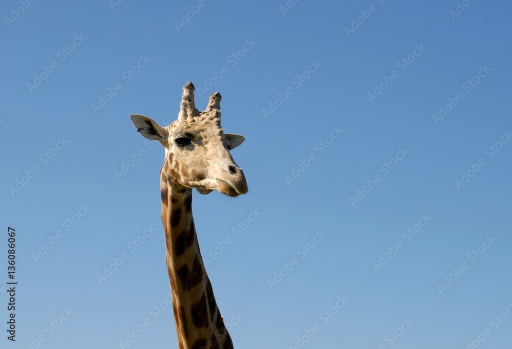 Fototapeta premium closeup of the head and neck of a giraffe, blue sky background