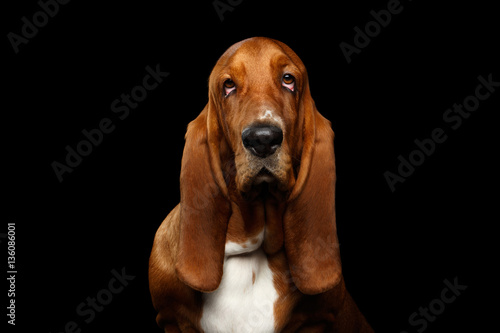 Portrait of Pitiful Basset Hound Dog on Isolated black background, front view