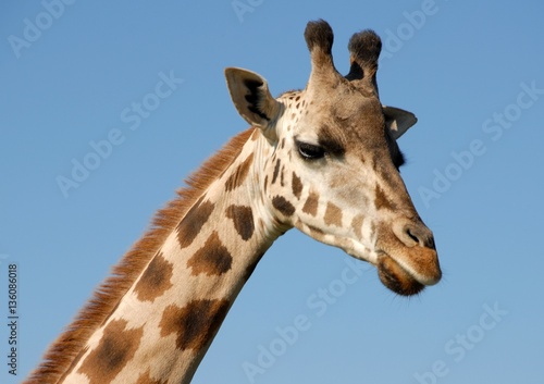 closeup of the head and neck of a giraffe, blue sky background 