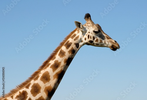 closeup of the head and neck of a giraffe, blue sky  background  © skyf