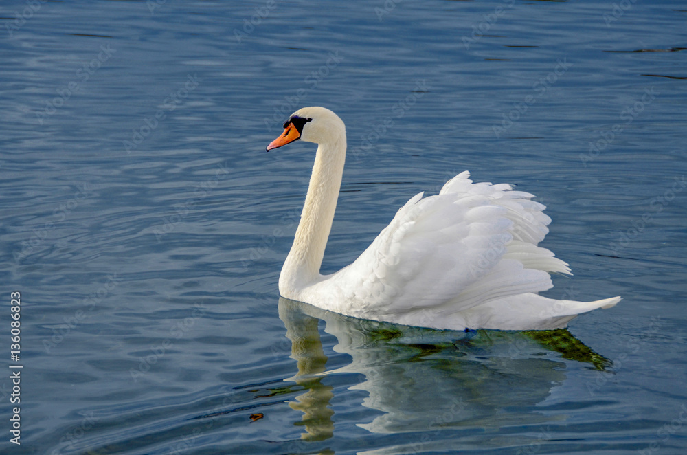 Swan in lake