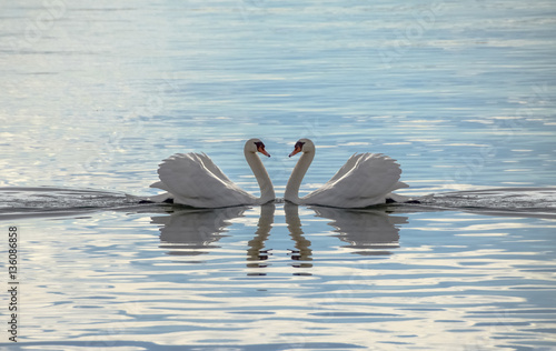 Swans Making A Heart - Love Swans