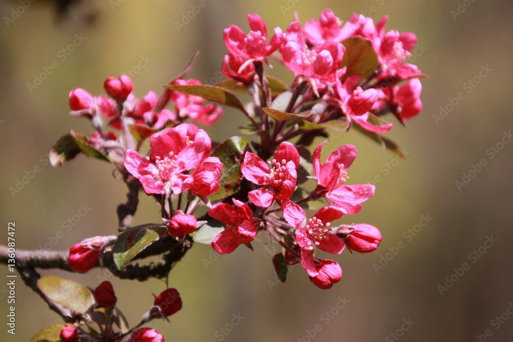 Branch of cherry red flowers and green leaves with the blurry flowers on the background Branch of cherry red flowers and green leaves with the blurry flowers on the background