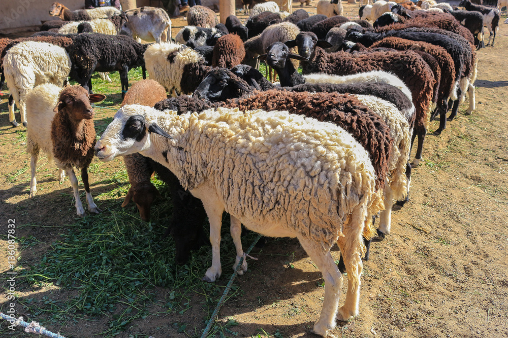 Obraz premium wool sheep for sale