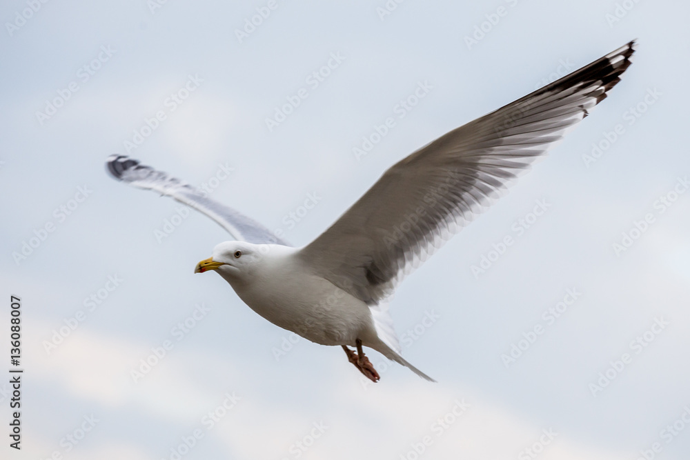 Seagull Seagull