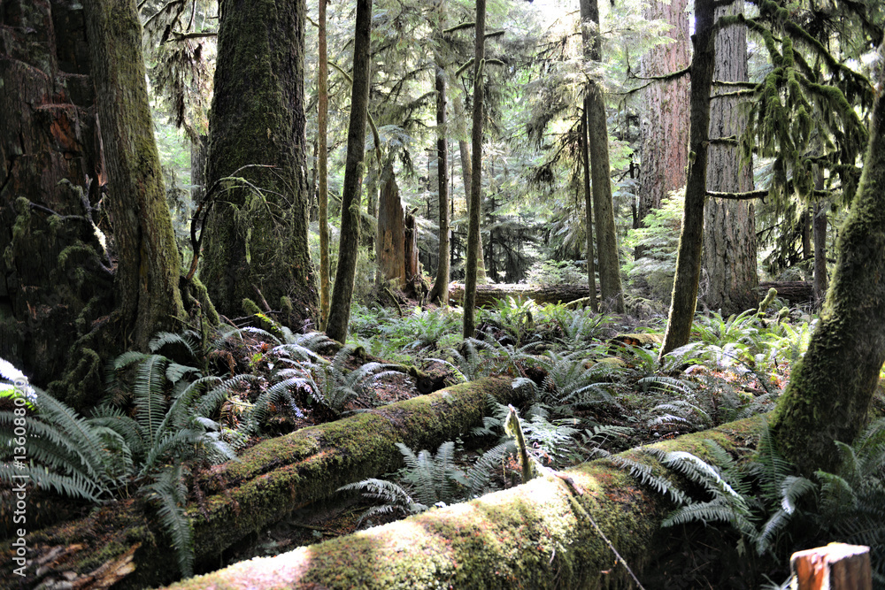 Fototapeta premium sous-bois