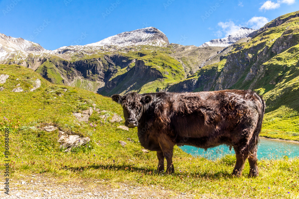 Fototapeta premium Schwarze Kuh auf einer Almwiese im Gebirge