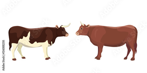 cartoon vector bull mammal animal isolated