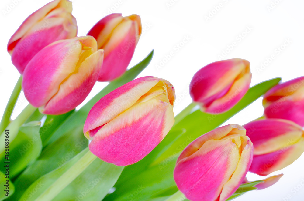 Many beautiful pink tulips on a white background
