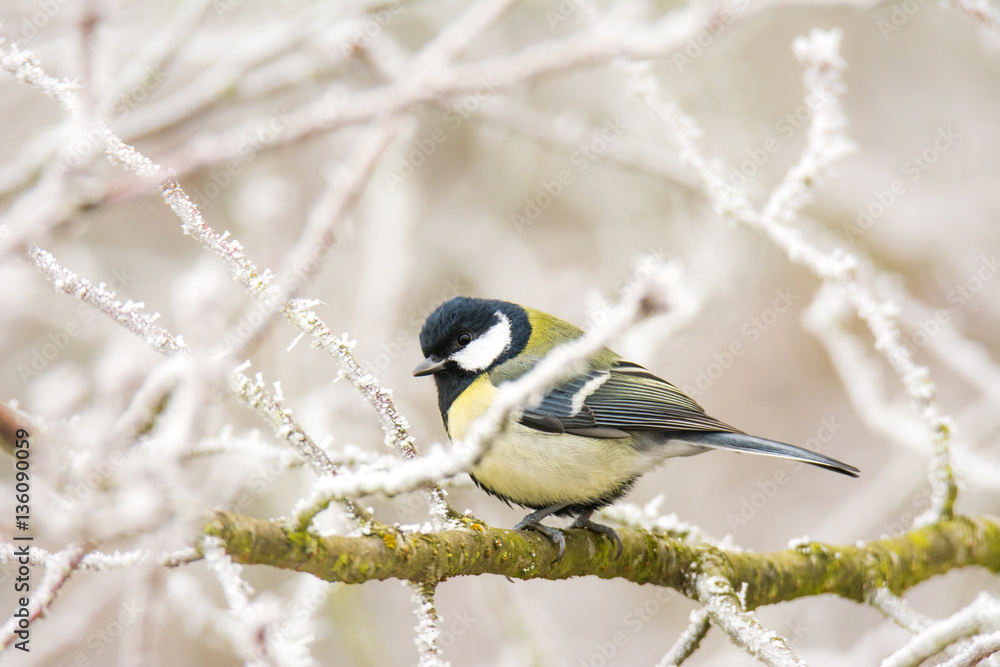 Naklejka premium Great tit bird sitting on a frosted tree