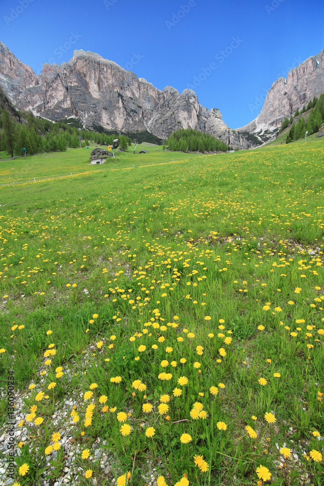 Flowering dandelions meadow in Italian Alps mountains in june