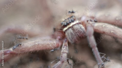 Macro of a group of ants attacking and eating a giant crab spider in the mountain, Lots of small ants carry dead spider to nest for food-Dan photo