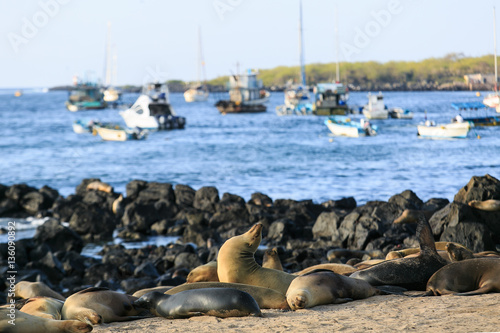 Galapagos, San Cristobal island, sea lions