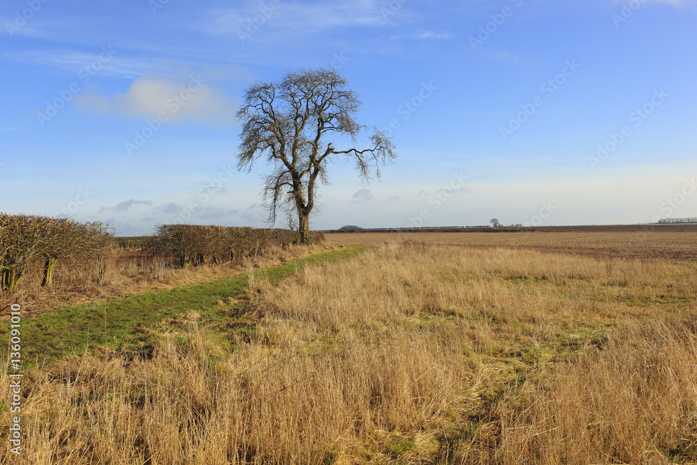 dry grasses hedgerows and an ash tree in a winter landscape