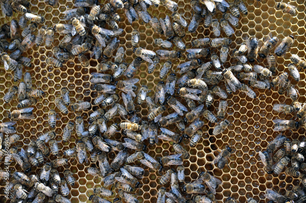 Vertical frame hive of bees, drones, sealed honey and brood closed Vertical frame hive of bees, drones, sealed honey and brood closed