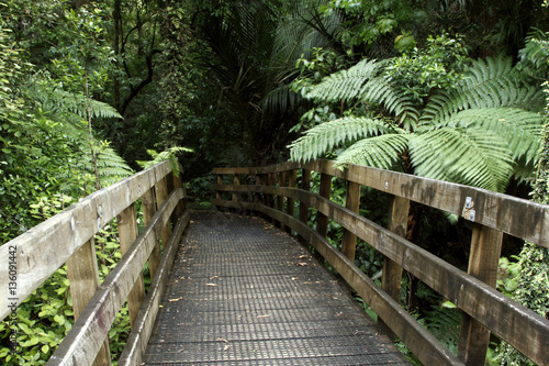 Walking trail in forest