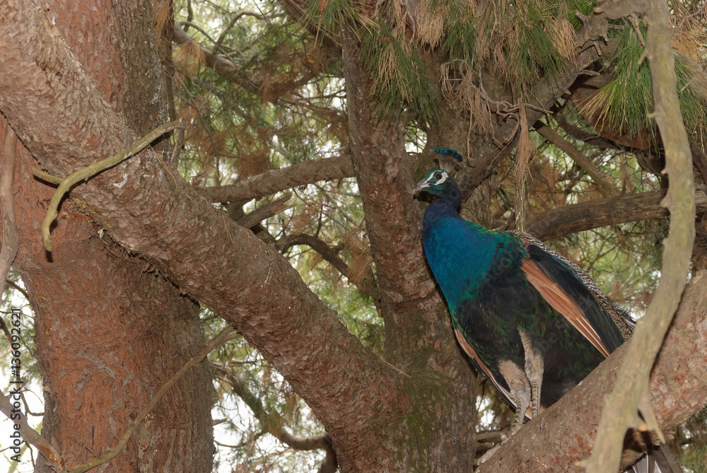 Fototapeta premium bird