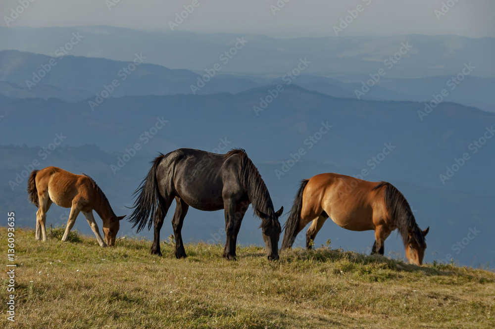 Horse pasture by Beklemeto area in Balkan mountain, Bulgaria Horse pasture by Beklemeto area in Balkan mountain, Bulgaria