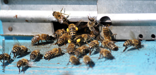 
Working and guard bees at the hive tap-hole at a good time collecting honey