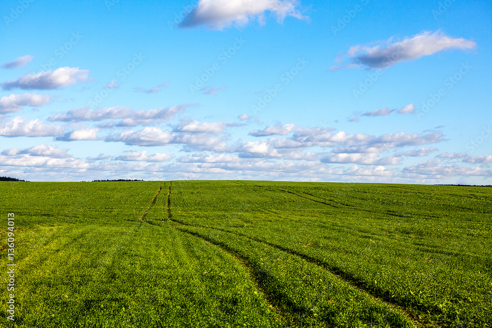 green spring field with cloudy blue sky